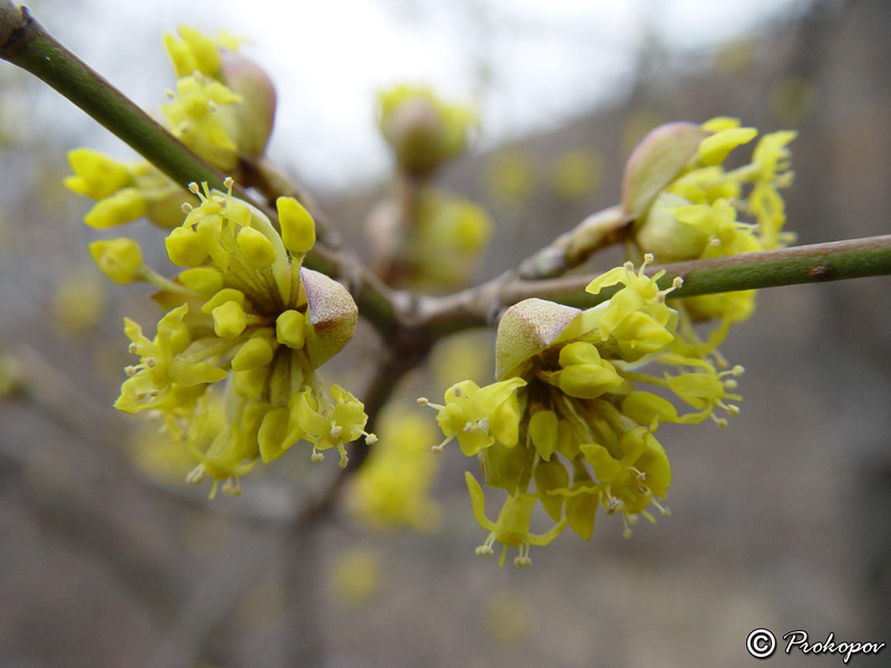 Изображение особи Cornus mas.