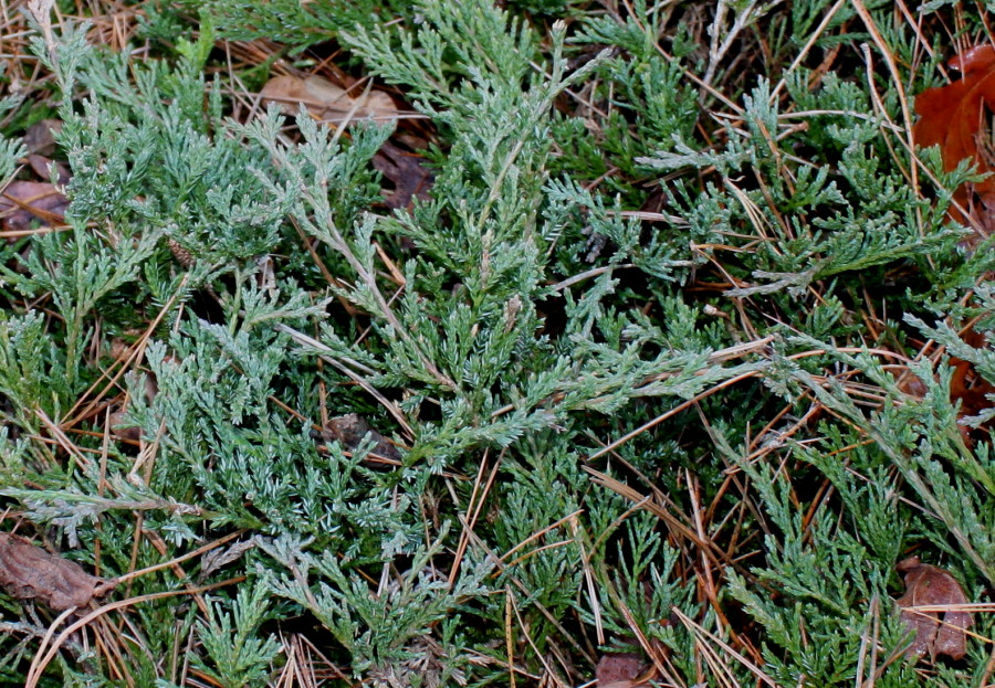 Image of Juniperus horizontalis specimen.