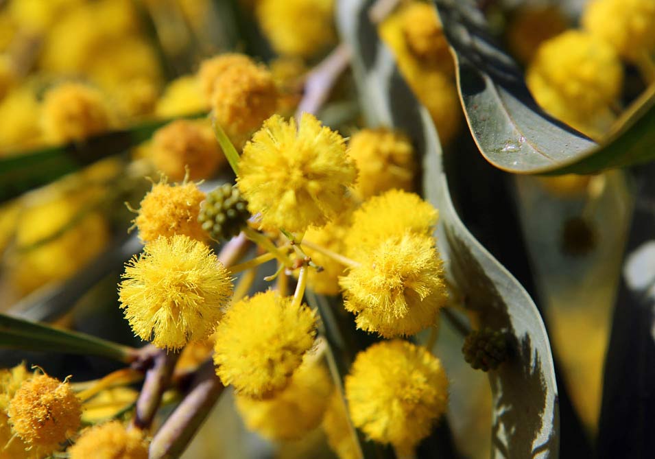 Image of Acacia saligna specimen.