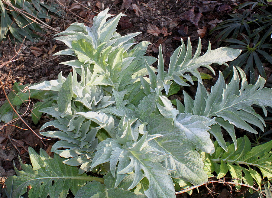 Изображение особи Cynara scolymus.