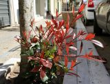 Photinia × fraseri