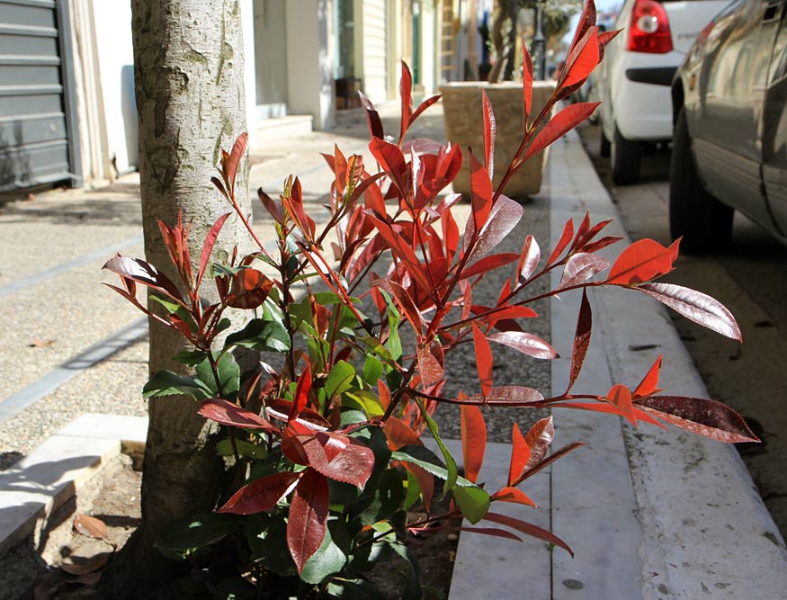 Image of Photinia &times; fraseri specimen.