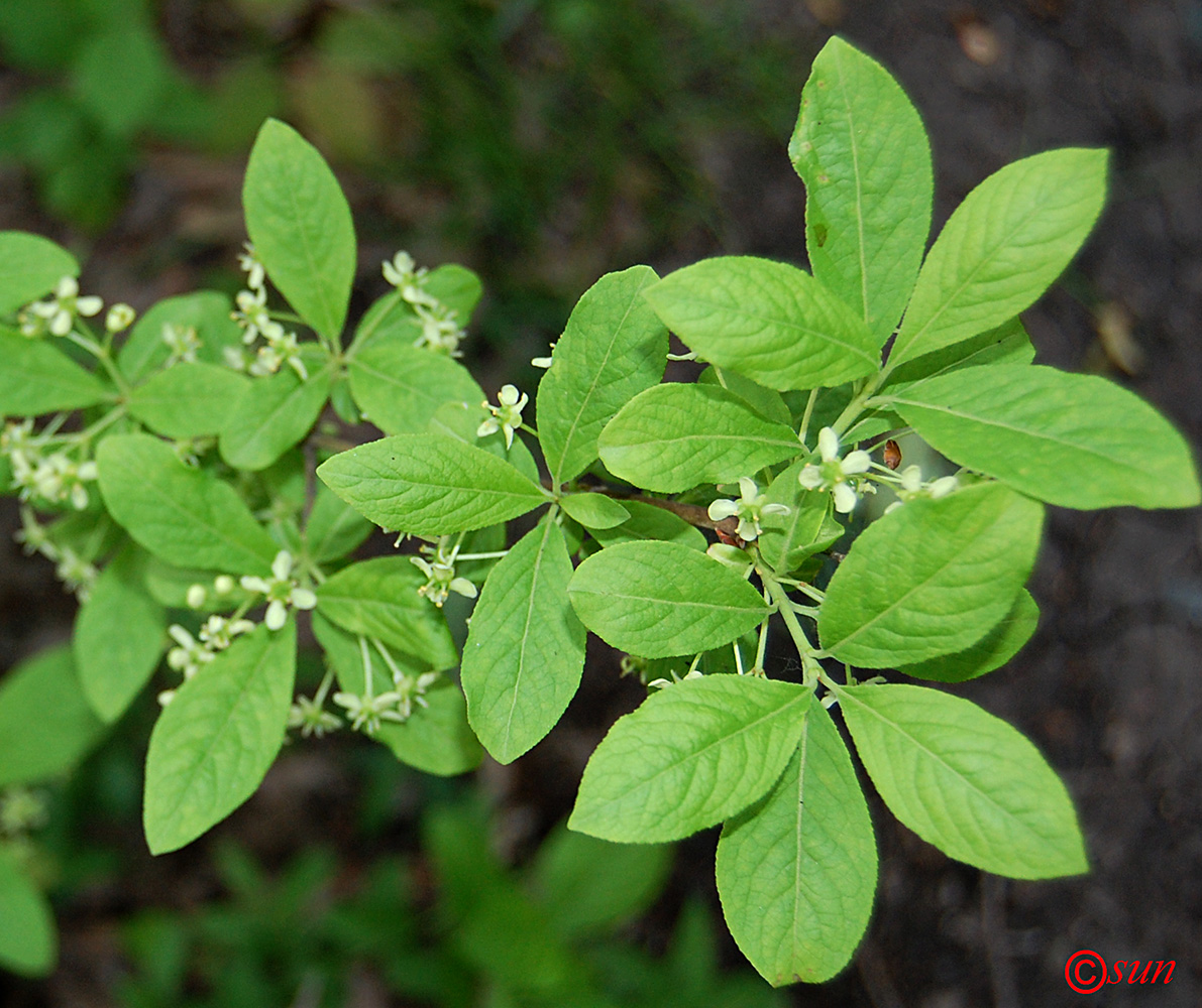 Изображение особи Euonymus europaeus.