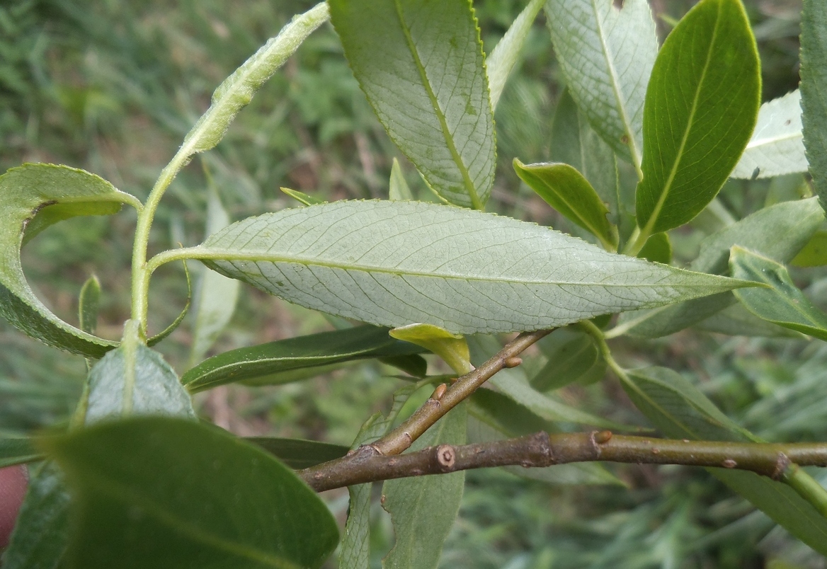 Image of genus Salix specimen.