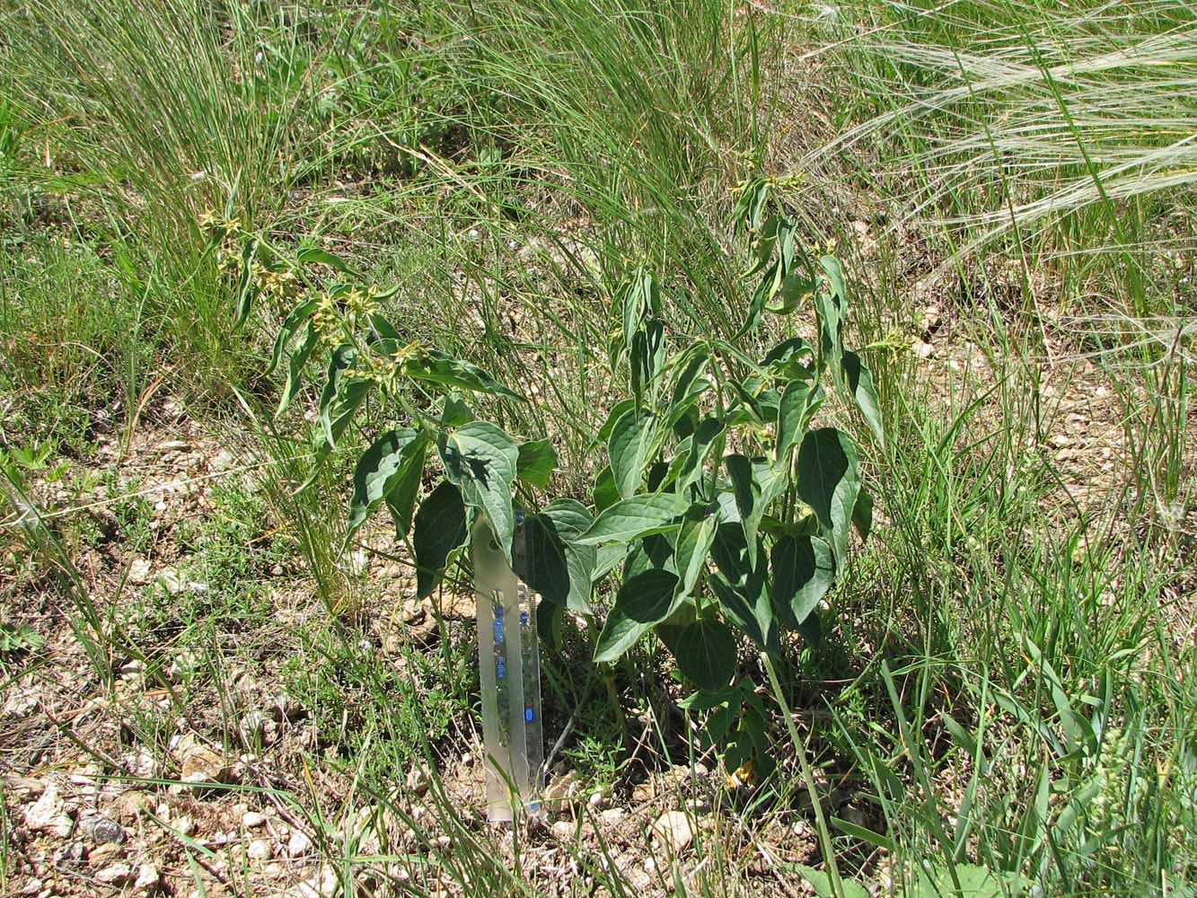 Image of Vincetoxicum maeoticum specimen.