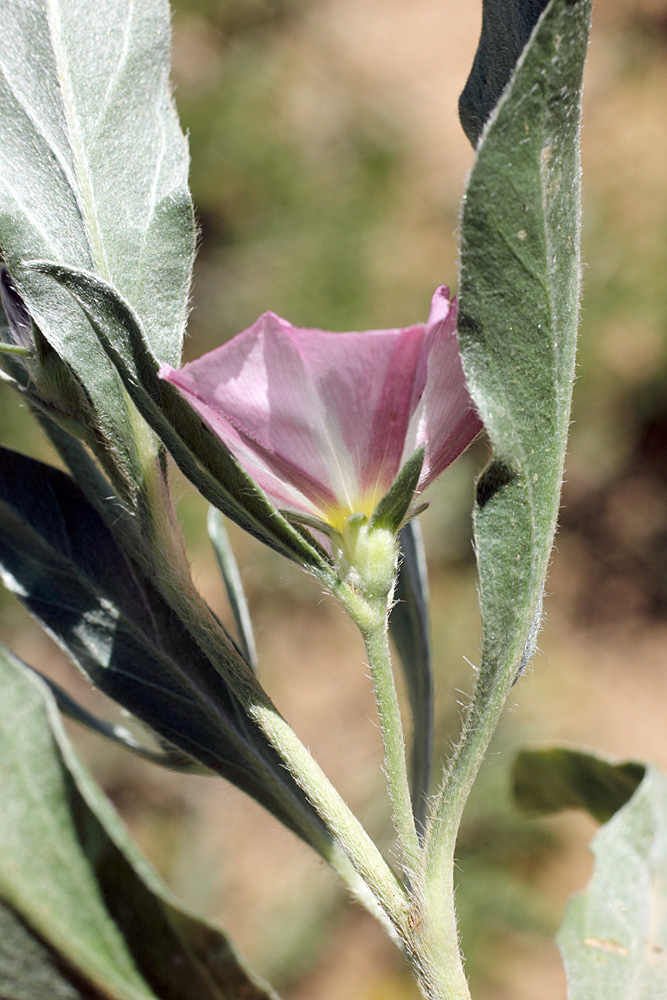 Изображение особи Convolvulus lineatus.