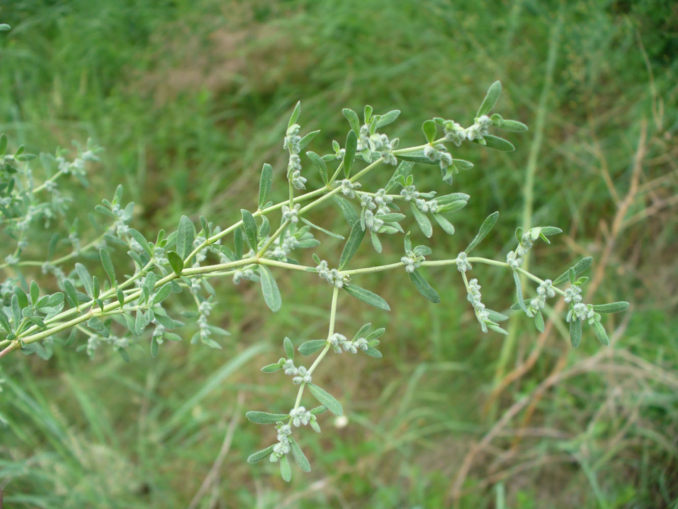 Image of Herniaria incana var. angustifolia specimen.