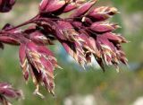 Poa alpina. Отцветшие колоски. Архангельская обл., Холмогорский р-н, окр. пос. Усть-Пинега, небольшая дорога. 16.06.2014.