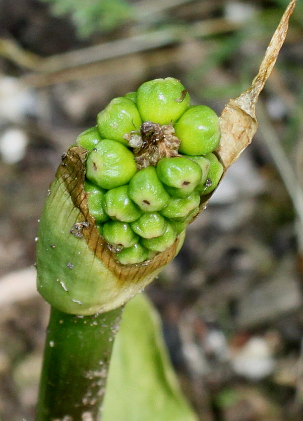 Изображение особи Arum italicum.