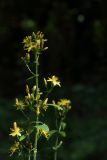 Hypericum hirsutum. Верхушка цветущего растения. Молдова, Каларашский р-н, лес возле с. Бравичи. 25.06.2014.