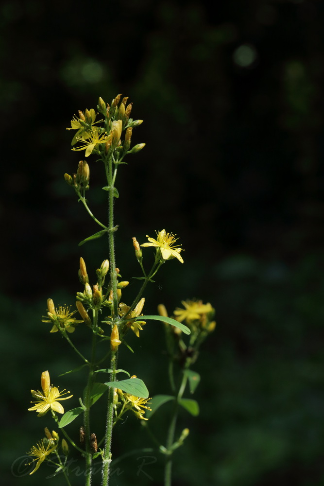 Изображение особи Hypericum hirsutum.