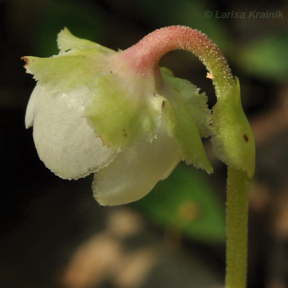 Image of Chimaphila japonica specimen.