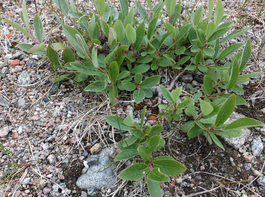 Изображение особи Salix glauca.