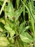 Trifolium pratense. Верхушка побега с заложившимся соцветием. Украина, Львовская обл., Дрогобычский р-н, г. Трускавец, Помярки, возле дороги. 03.06.2014.