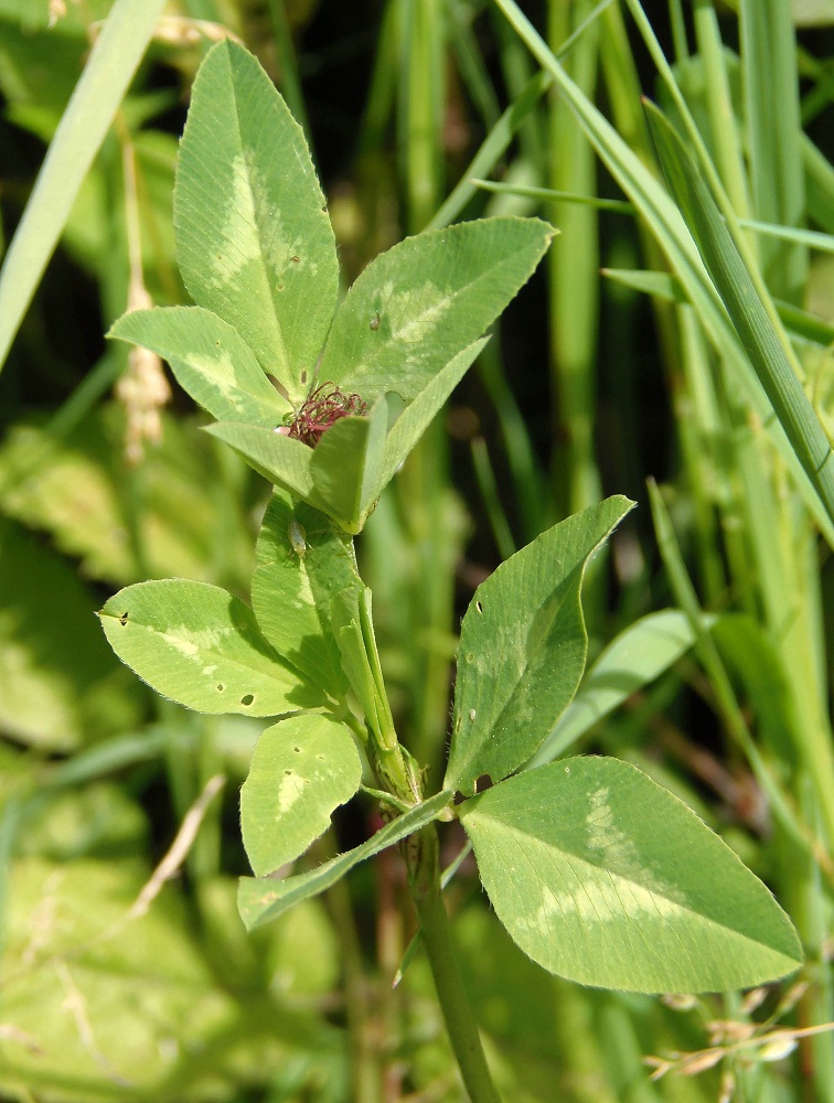 Image of Trifolium pratense specimen.