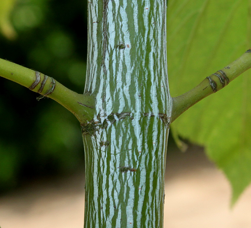 Image of Acer tegmentosum specimen.