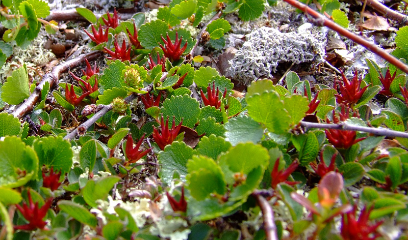 Изображение особи Salix herbacea.