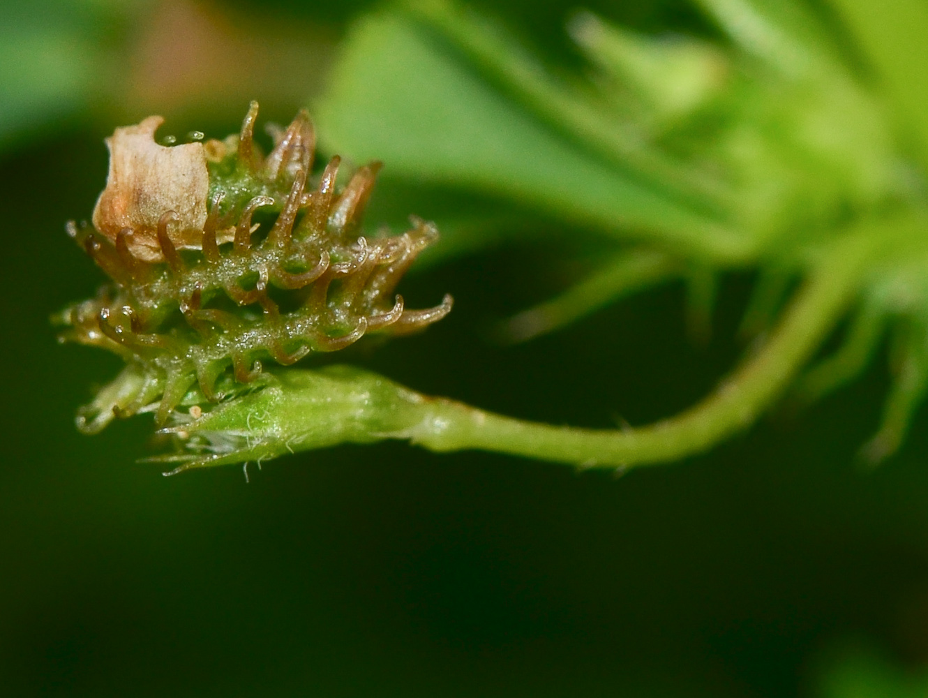 Изображение особи Medicago polymorpha.