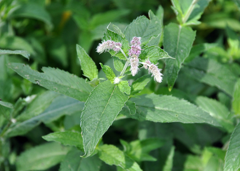 Изображение особи Mentha longifolia.