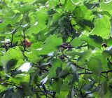 Crataegus nigra. Ветви с созревшими гроздьями плодов. Мурманск, палисадник ОЦ \"Гларус\". 22.08.2014.
