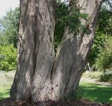 Robinia pseudoacacia. Нижняя часть многоствольного растения. Германия, г. Дюссельдорф, Ботанический сад университета. 03.07.2014.