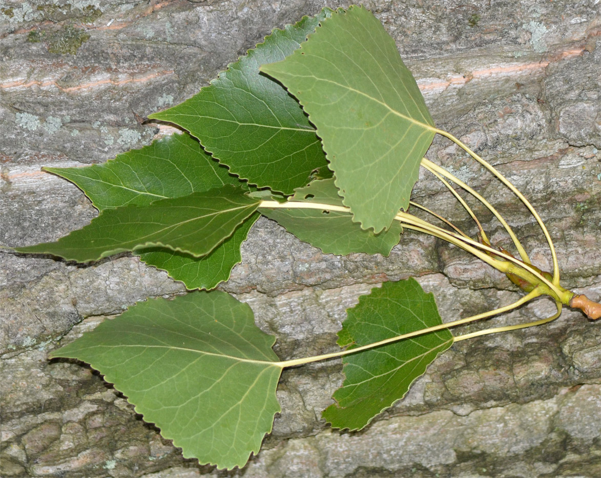 Image of Populus &times; canadensis specimen.