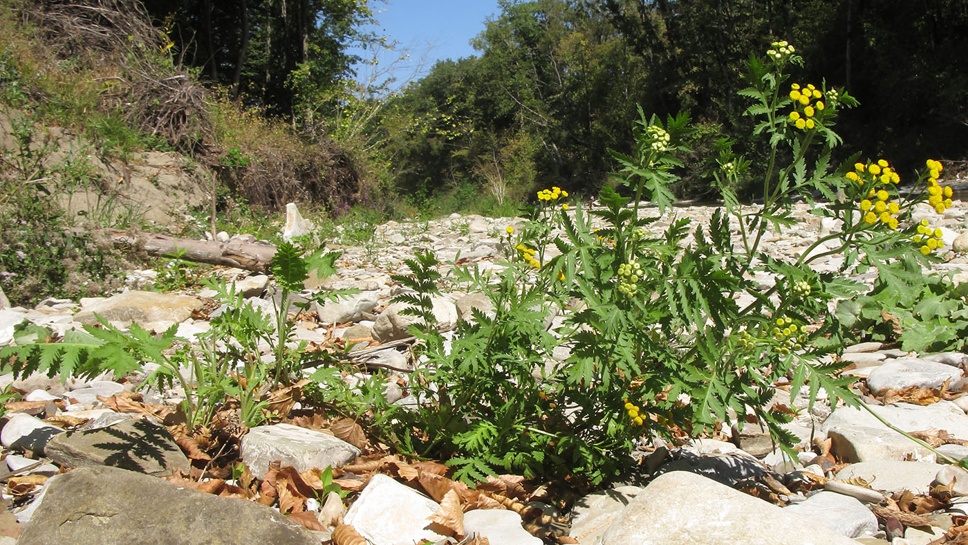 Изображение особи Tanacetum vulgare.