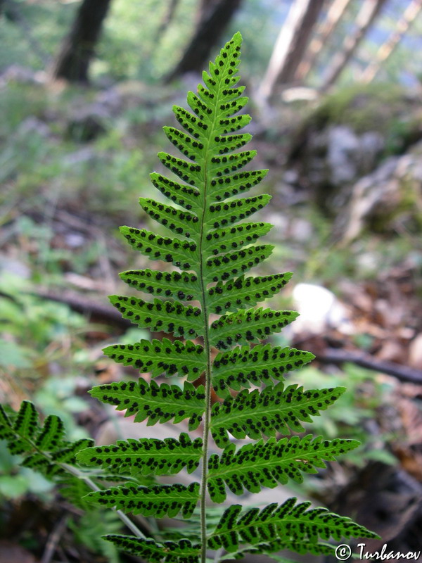 Image of Gymnocarpium robertianum specimen.
