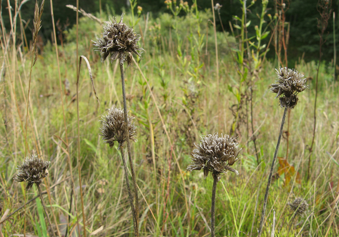 Изображение особи Allium angulosum.