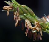 Zea mays. Мужское соцветие. Московская обл., Раменский р-н, окр. дер. Хрипань, садовый участок. 18.08.2014.