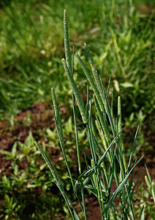 Image of Phleum pratense specimen.