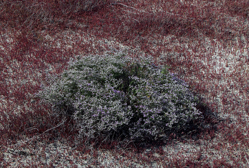 Изображение особи Limonium caspium.