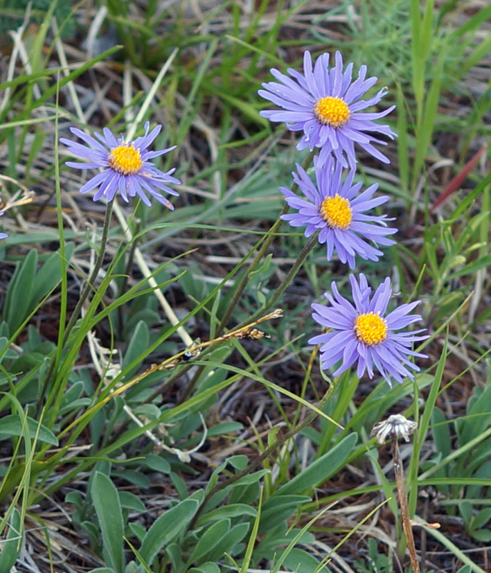 Изображение особи Aster alpinus.