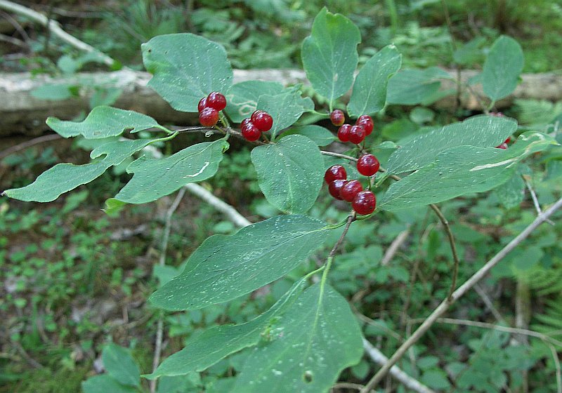 Изображение особи Lonicera xylosteum.