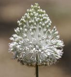 Allium подвид sardoum