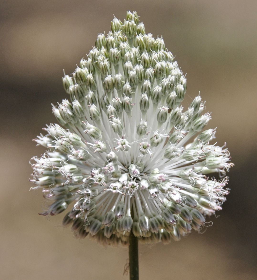Image of Allium guttatum ssp. sardoum specimen.