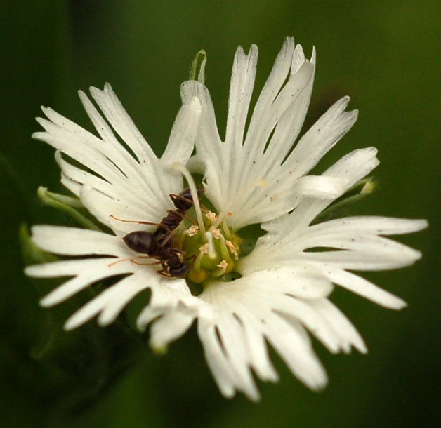 Изображение особи Fimbripetalum radians.