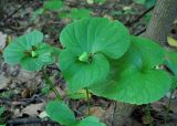 Viola mirabilis