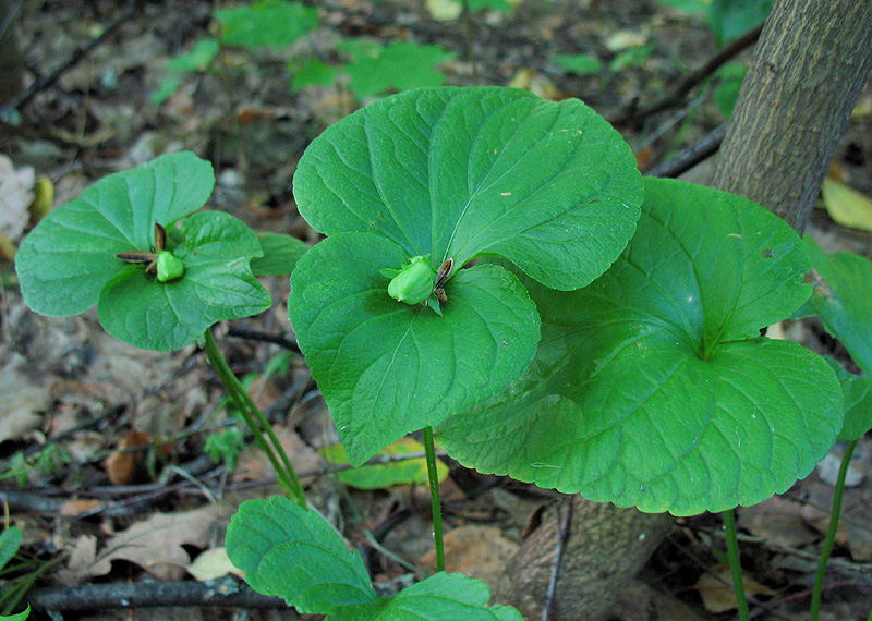 Изображение особи Viola mirabilis.