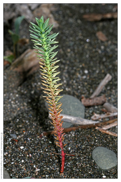 Изображение особи Euphorbia paralias.