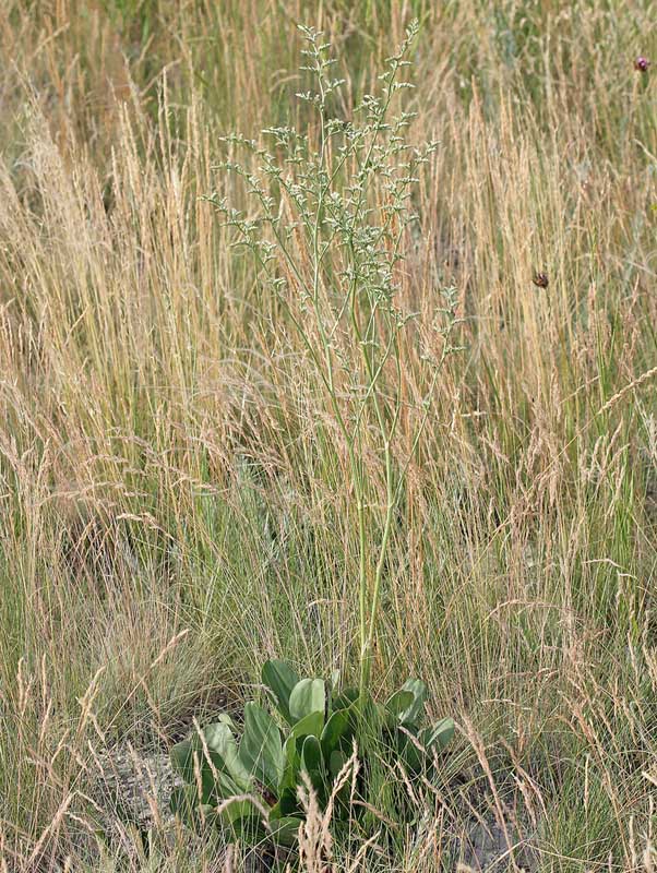 Image of Goniolimon elatum specimen.