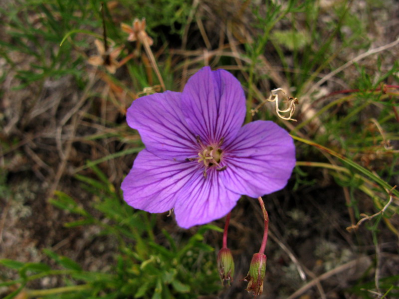 Изображение особи Erodium tataricum.