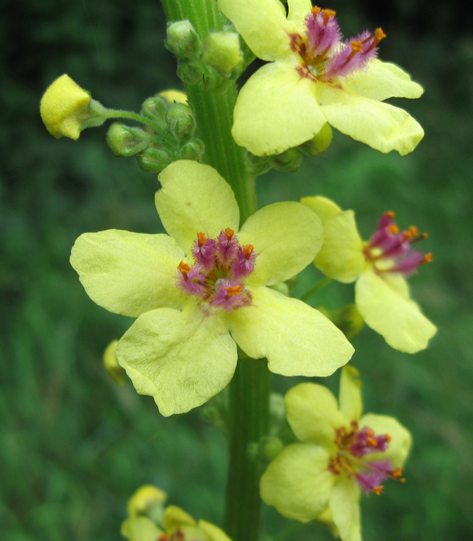 Изображение особи Verbascum nigrum.