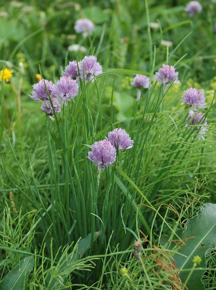 Image of Allium schoenoprasum specimen.