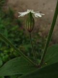 Melandrium latifolium