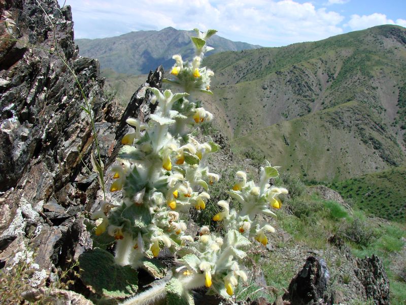 Изображение особи Paraeremostachys sogdiana.