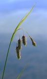 Carex paupercula. Верхушка плодоносящего растения. Архангельская обл., Соловки, о. Бол. Соловецкий, сфагновая сплавина на берегу озера. 02.07.2008.