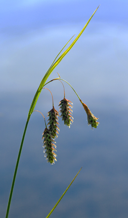 Image of Carex paupercula specimen.