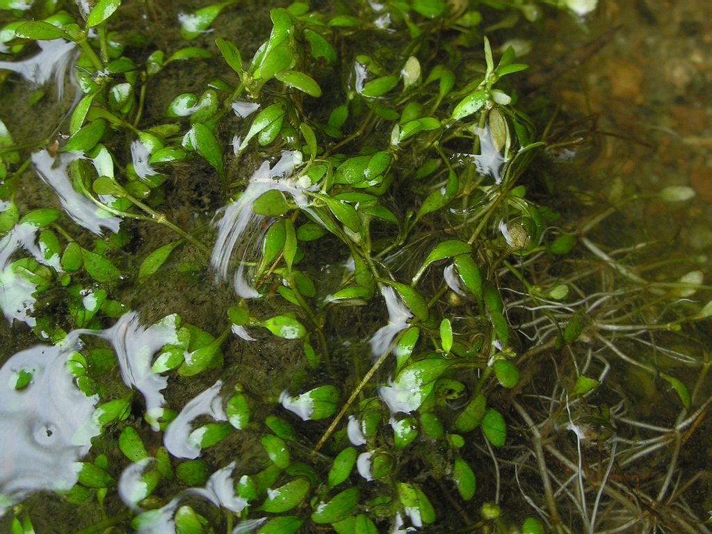 Image of Elatine hydropiper specimen.