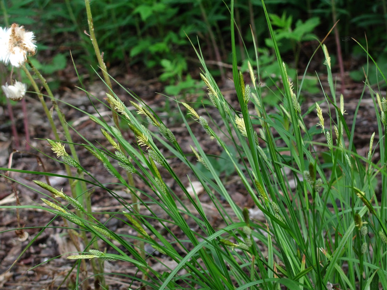 Изображение особи Carex pallescens.